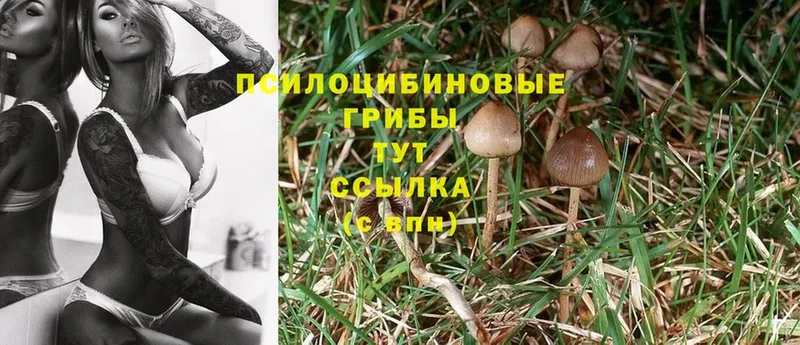 Галлюциногенные грибы Cubensis Красноуральск